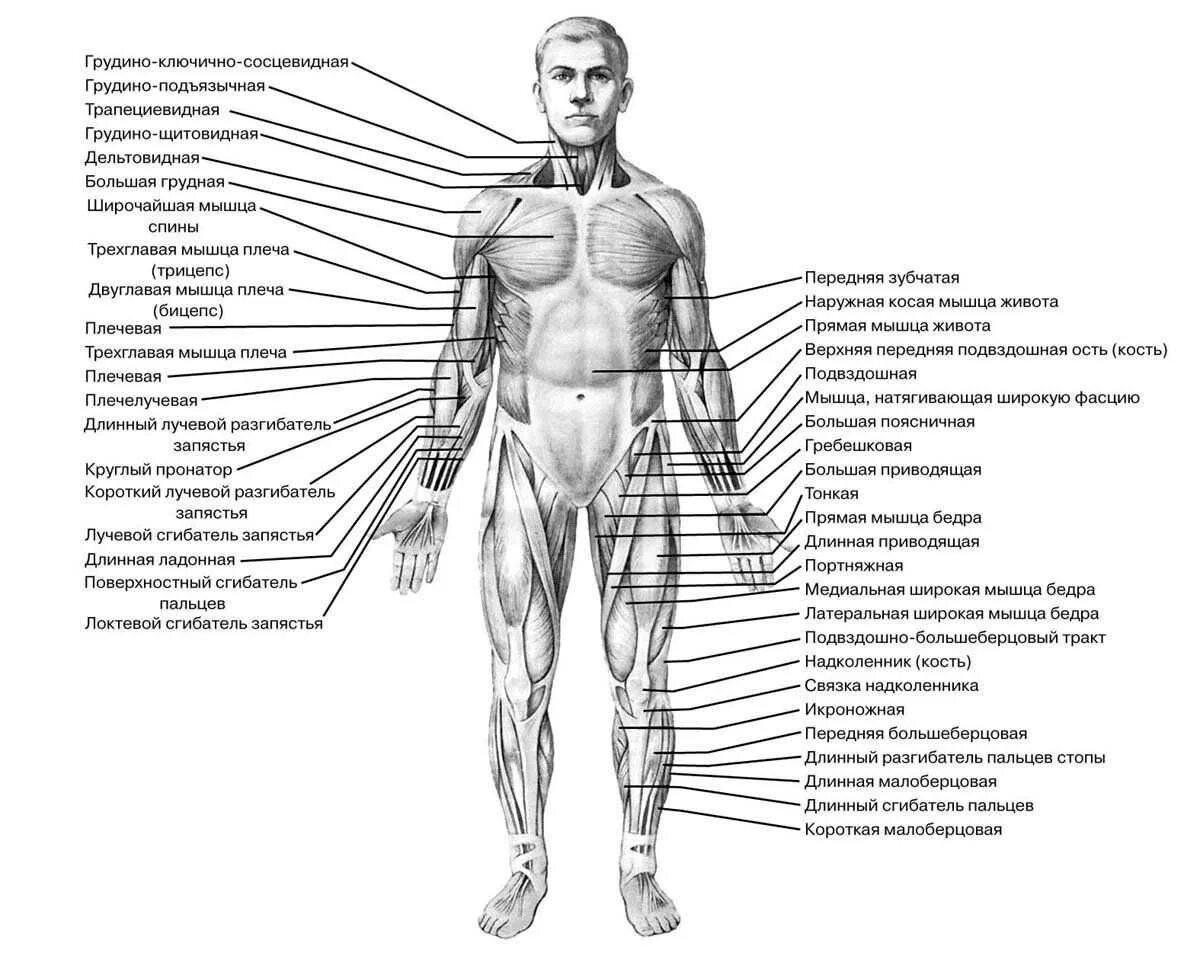 Строение скелета и мышц человека с названиями. Анатомическое строение человека мышцы. Анатомия скелетных мышц в картинках. Мышечная система схема строения. Какая часть тела увеличивается