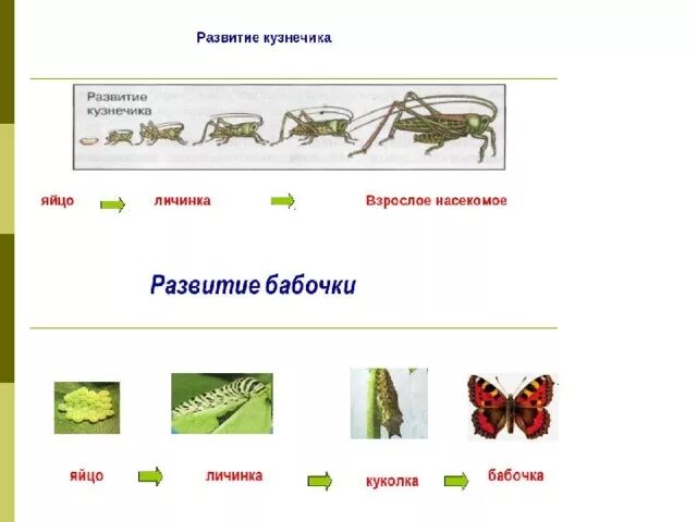 Какой тип развития характерен для зеленого кузнечика. Цикл развития кузнечика схема. Схема развития саранчи и бабочки. Схема развития бабочки и кузнечика. Стадии развития кузнечика схема.
