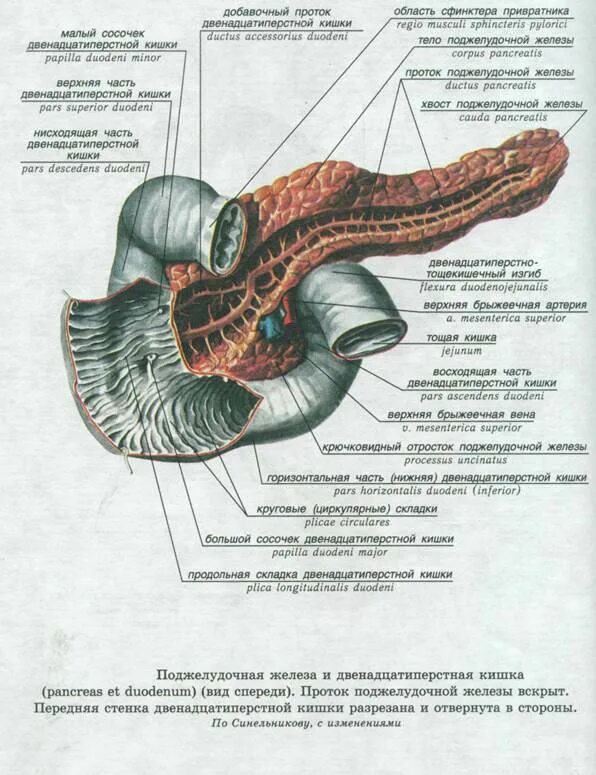 12 Перстная кишка и поджелудочная железа. Строение поджелудочной железы и двенадцатиперстной кишки. Поджелудочная железа и двенадцатиперстная кишка строение. Двенадцатиперстная кишка анатомия строение человека.