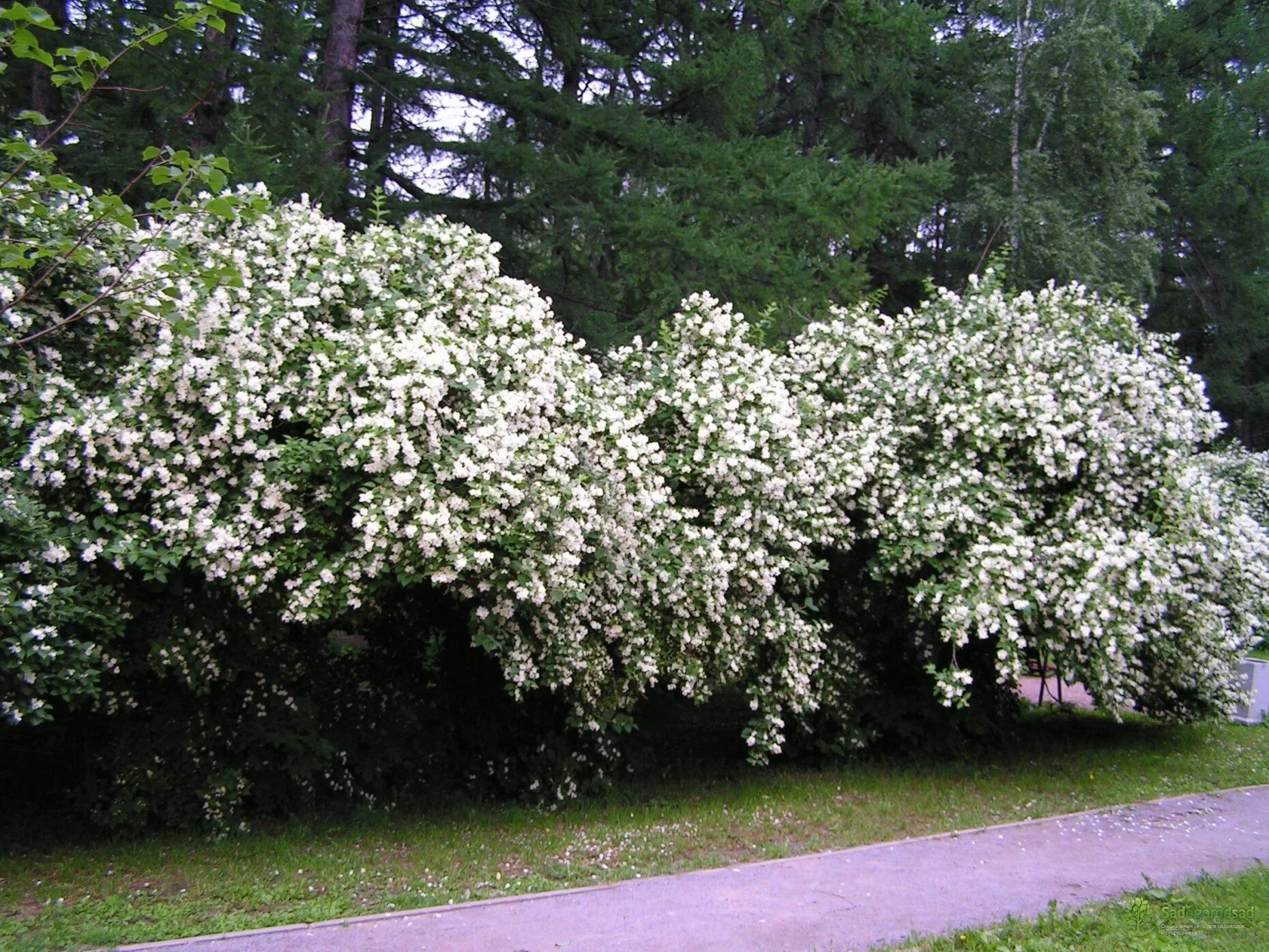 Чубушник филадельфус. Чубушник кустарник уход. Чубушник венечный (philadelphus coronarius). Чубушник кустарник уход. Чубушник вирджинал.