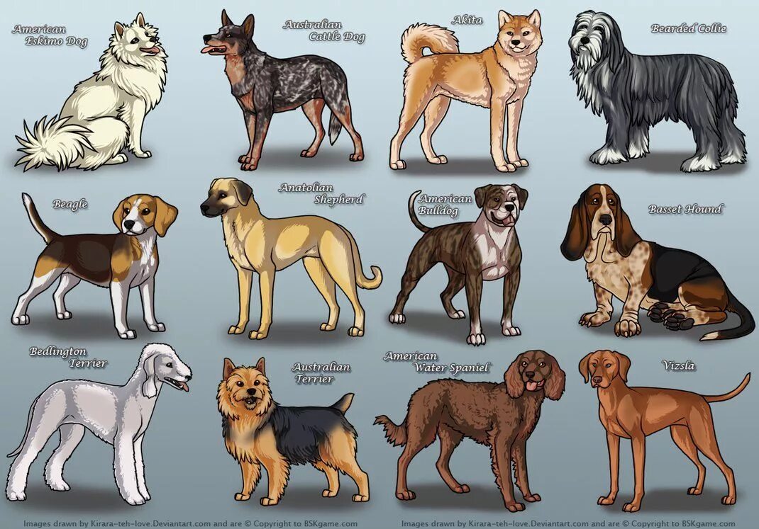 Иллюстрации собак разных пород. Породы собак рисовать. Собаки разных пород рисунки. Рисованные собаки разных пород. Породы собак нарисовать