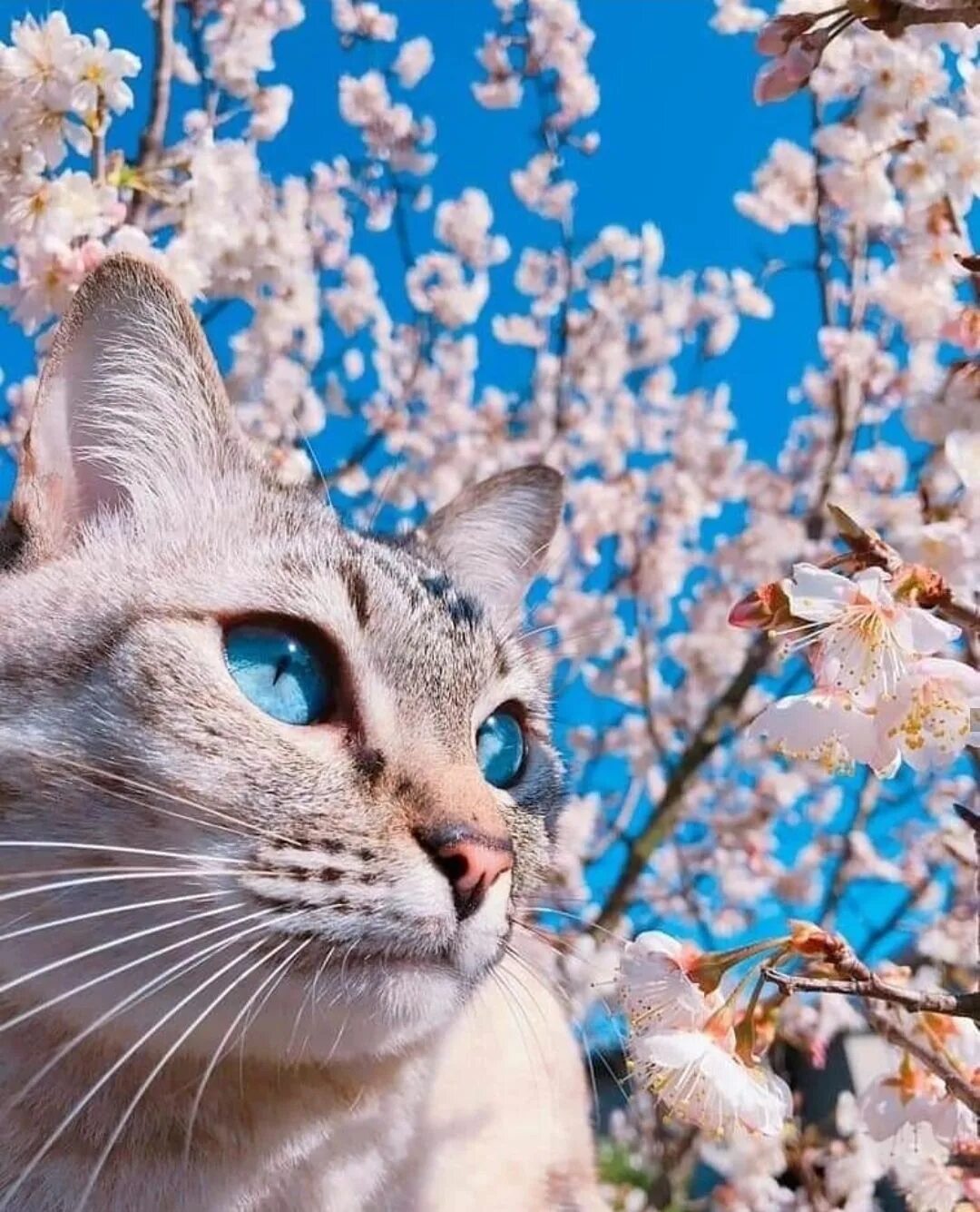 Весенняя кошечка. Кошки весной. Весенняя кошка.
