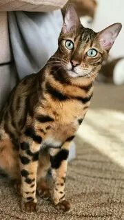 Сколько стоят породистые кошки