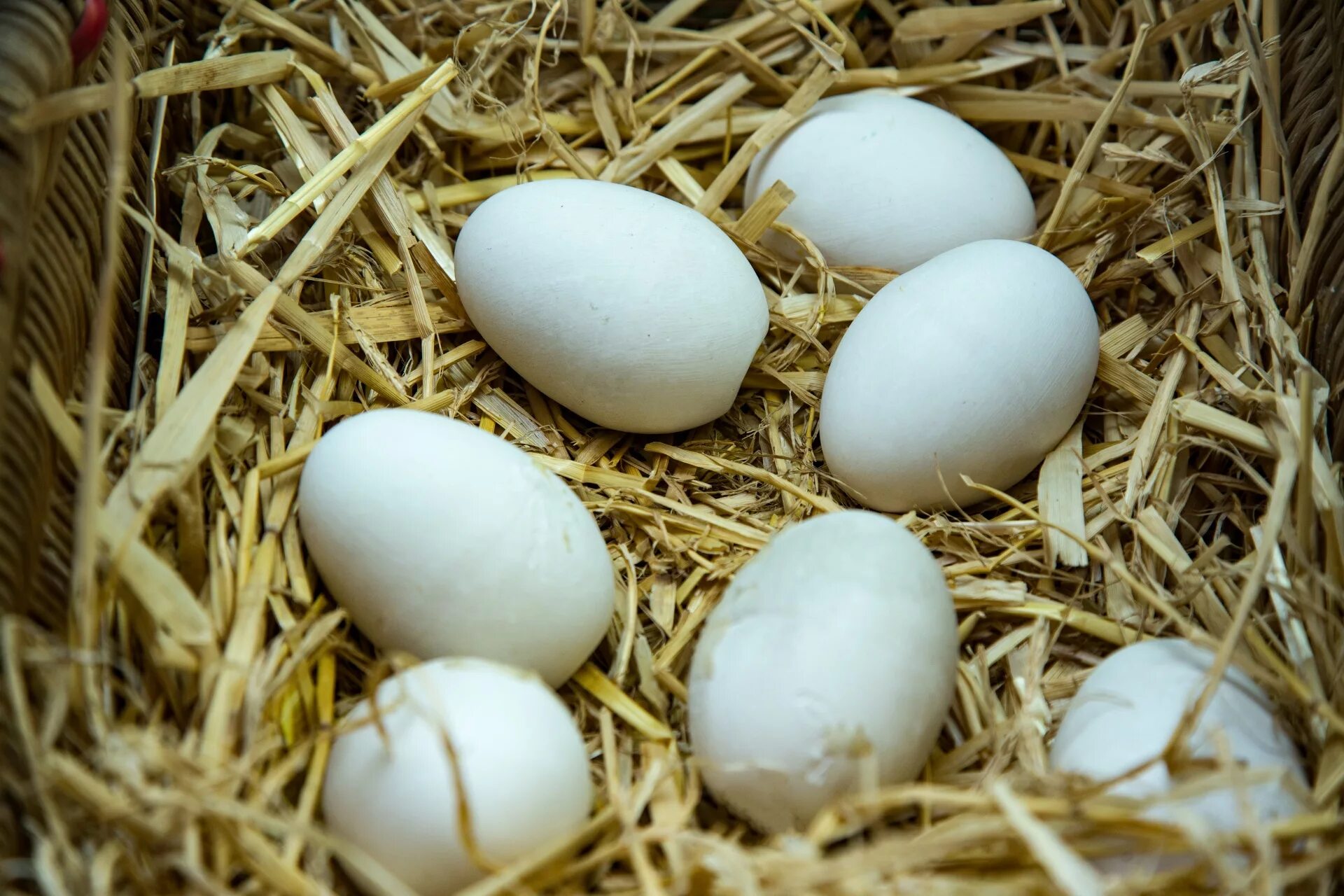 К чему снится видеть яйца. Яйца кур. Куриные яйца в гнезде. Гнездо с белыми яйцами. Курица с яйцами.