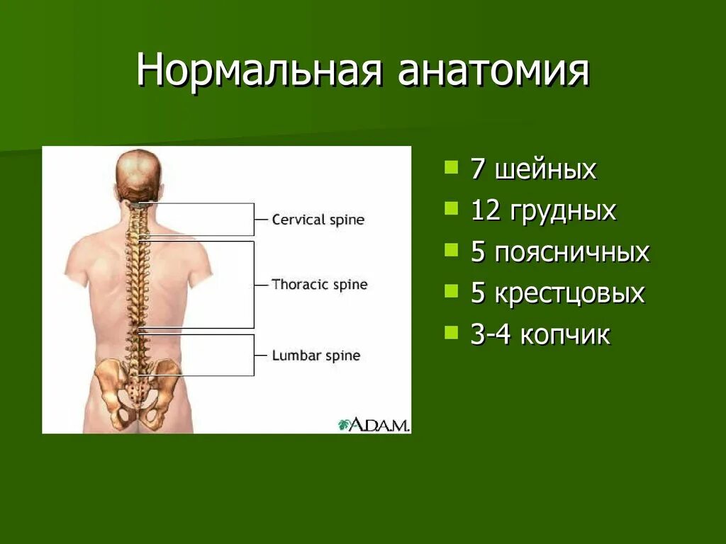 Позвоночник человека. Анатомия позвоночника презентация. Анатомия позвонка на кт. Позвонки 7 шейных 12 грудных.