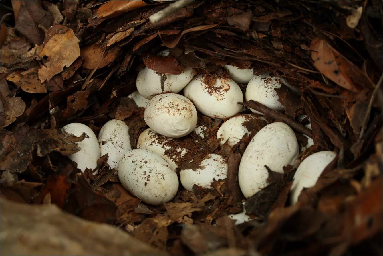 Яйца ужа фото. Гнездо королевской кобры. Гнездо яйца королевской кобры. Гнездо гадюки с яйцами.