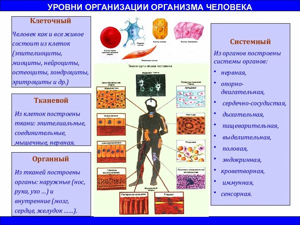 Характеристика органа человека. Уровни организации организма человека таблица анатомия. Структура живого организма ткани органы системы органов. Уровни организации организма человека 8 класс биология. Перечислите уровни организации человеческого организма.