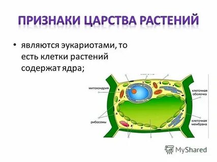 Царство растительной клетки