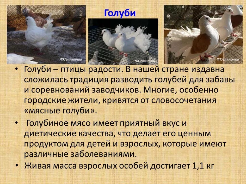 Виды содержания птиц. Доклад на тему птицеводство. презентация на тему птицеводство. птицеводство проект. презентация птицеводство 4 класс.