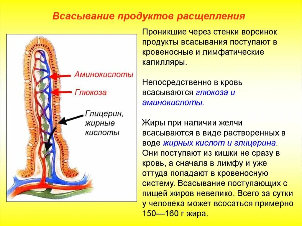 Всасывание продуктов расщепления жиров в микроворсинки кишечника. Всасывание в кишечных ворсинках. Ворсинки тонкого кишечника всасывание. Всасывание питательных веществ в кишечных микроворсинками. Всасывание жиров ворсинками кишечника