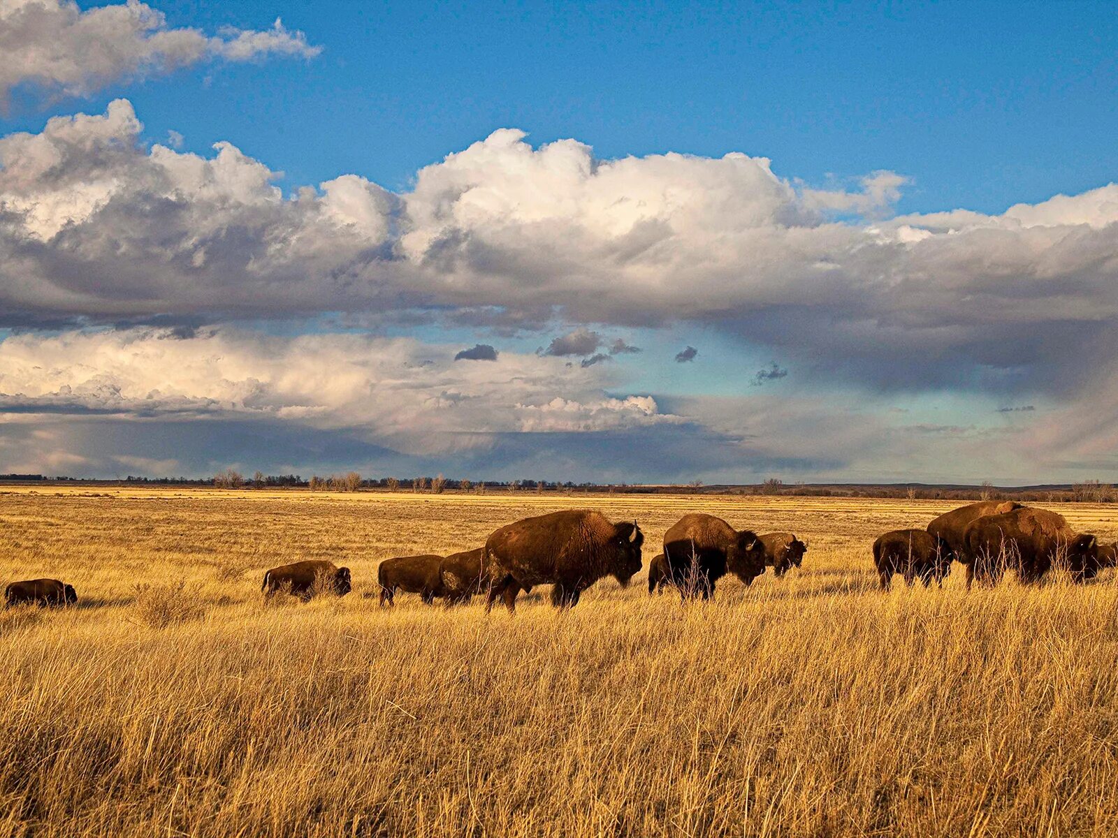 Западная сибирская животный мир. Лось алтай. Западная сибирь животный. Животные западной сибири. Животные западно сибирской равнины.