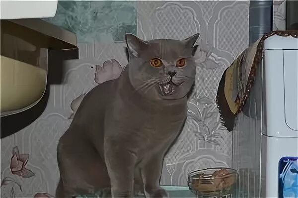 До каких растут коты. Британская кошка рост. британский котенок растет. до какого возраста растут британские коты. какими вырастают британские коты кастрированные.