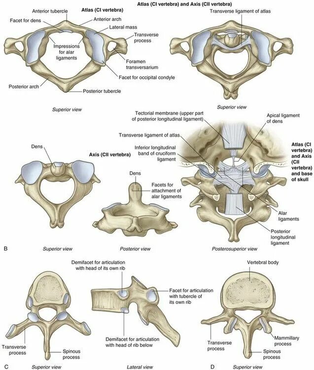 Axis y состав. Cervical vertebrae atlas and axis. atlas-1 vertebra. атлас и аксис. аксис шейный позвонок.