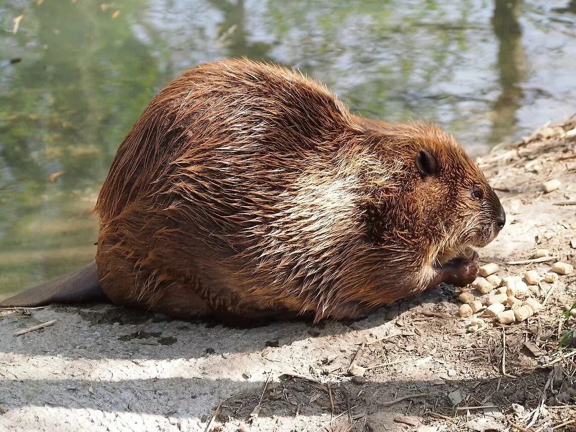 Как переводится бобр. Канадский бобр (castor canadensis). бобр речной обыкновенный. европейский речной бобр. бобр обыкновенный – castor fiber.