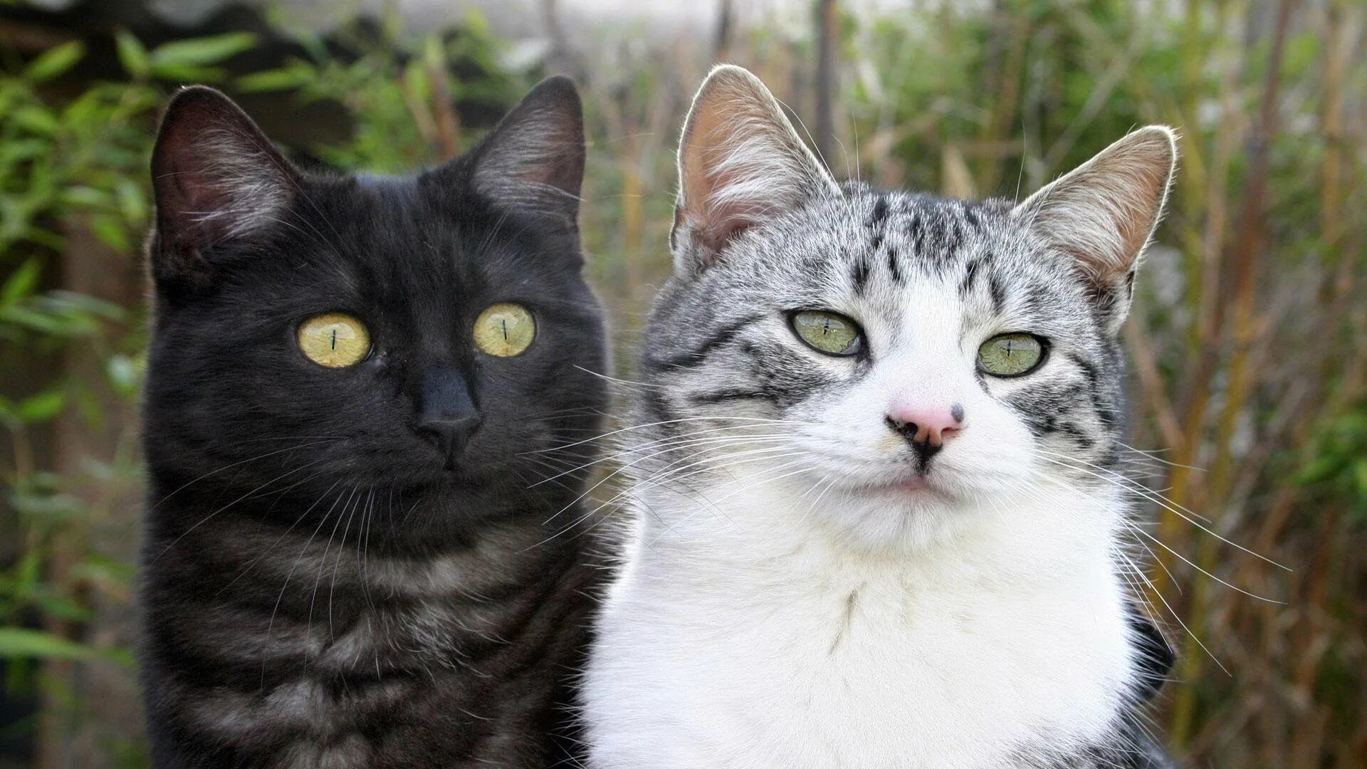 1.12 2 коты. Коты. две кошки. коты и кошки. серо черный кот.