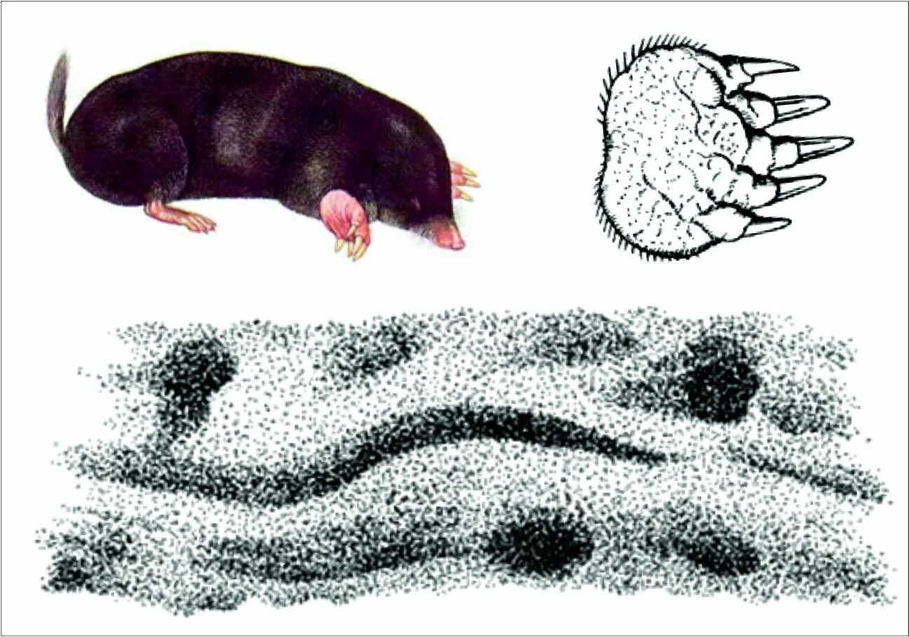 Направление эволюции крота. Европейский Крот следы. Строение крота.