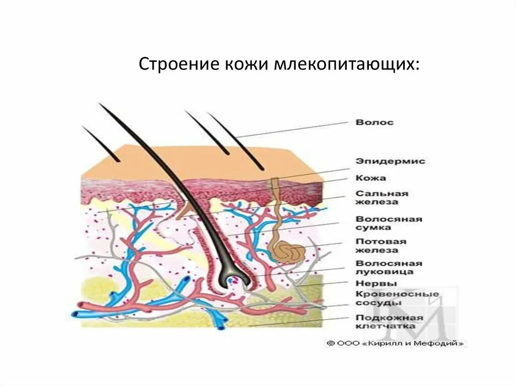 Кожный Покров собаки анатомия. Строение волоса собаки схема. Строение кожи. Строение кожи анатомия.