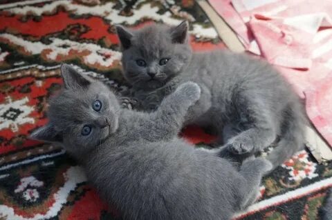 Котенок полтора месяца