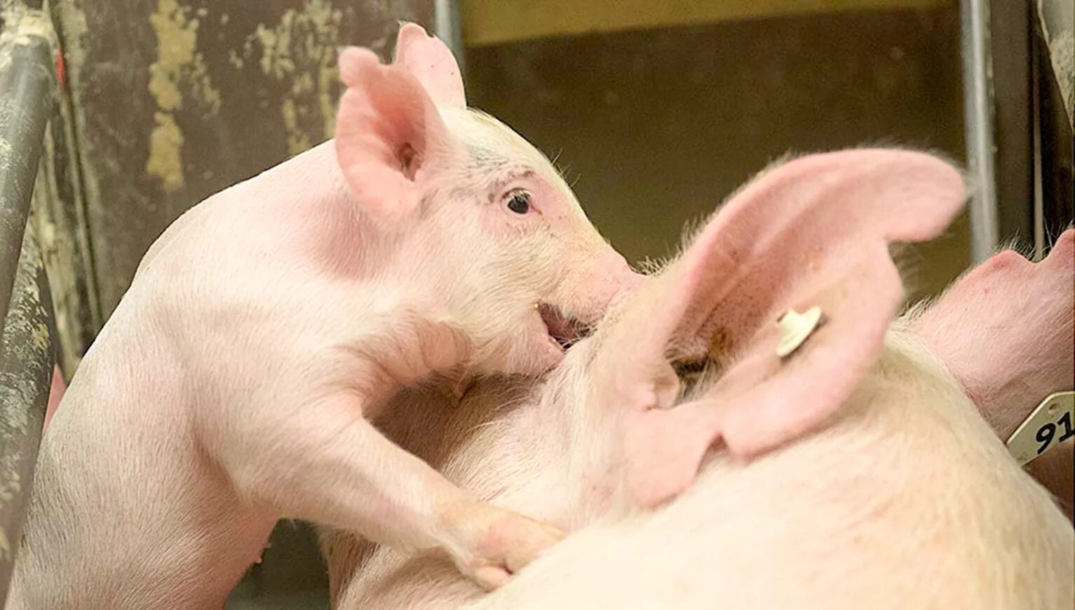 Свиньи должны быть. Свиньи должны быть. Станок для опороса свиноматки. Свиньи должны быть. Свиньи должны быть.