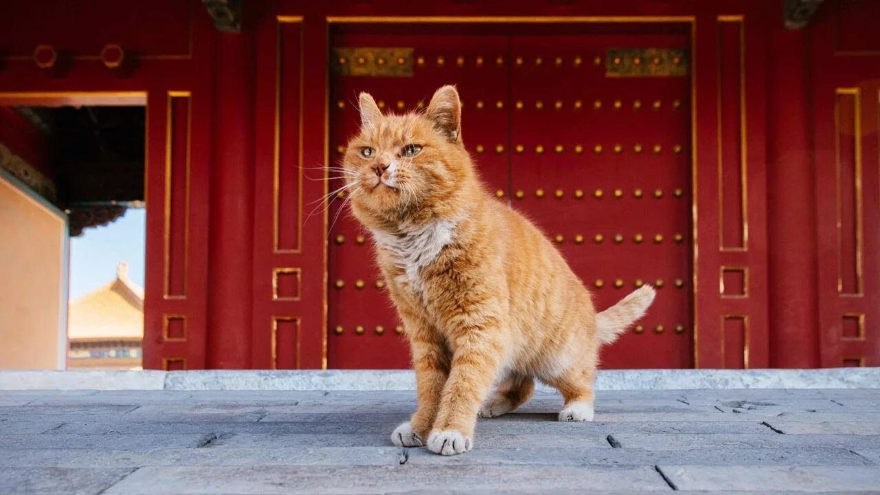 13 Worst Types Of Cats To Take To A Concert Types of cats, Cats, Different types