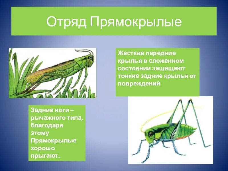 На головном отделе насекомых отряда прямокрылых. Отряды насекомых Прямокрылые. Прямокрылые строение крыльев. Отряд Прямокрылые Крылья. Прямокрылые насекомые Крылья.