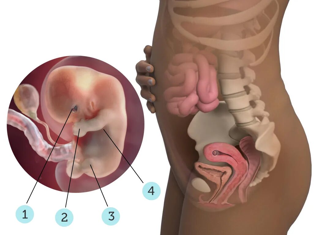 Расположение ребенка в 8 недель. Ребёнок на 8 неделе беременности. Ребенок в утробе 8 недель. 8 недель тошнота