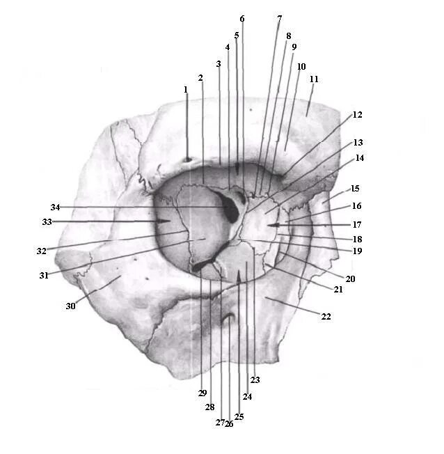 Края глазницы. Медиальная стенка глазницы анатомия. Глазница черепа анатомия. Отверстия глазницы анатомия. Строение глазницы черепа.