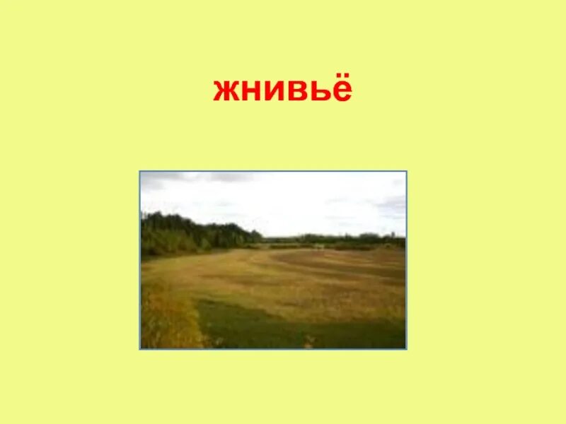 Мои обиды и как старое жнивье. Жнивье. Жнивьё значение слова. Старое жнивье что это. Что обозначает слово жнивье.