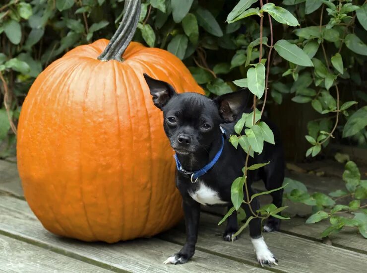 Собака тыква. Можно ли щенку тыкву. Собака с тыквой на голове. Можно ли щенку тыкву. Собака тыква.