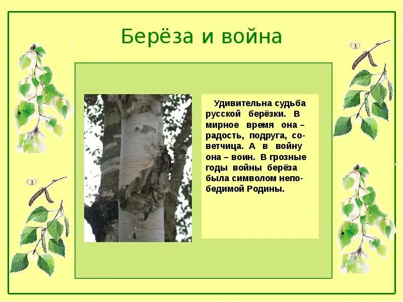 Береза символ России. Береза символ России стих. Береза символ. Презентация на тему русская береза.