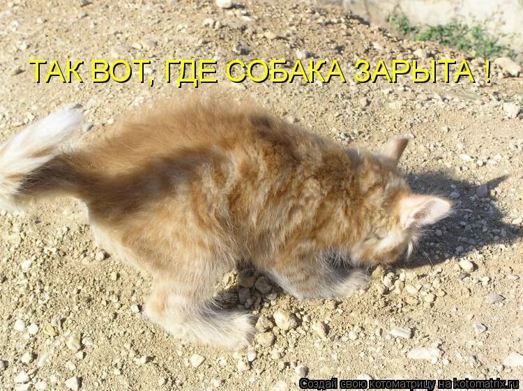 Почему кот копает. Котик копает. кот копает ямку. кошка раскапывает ямку. котик роет ямку.