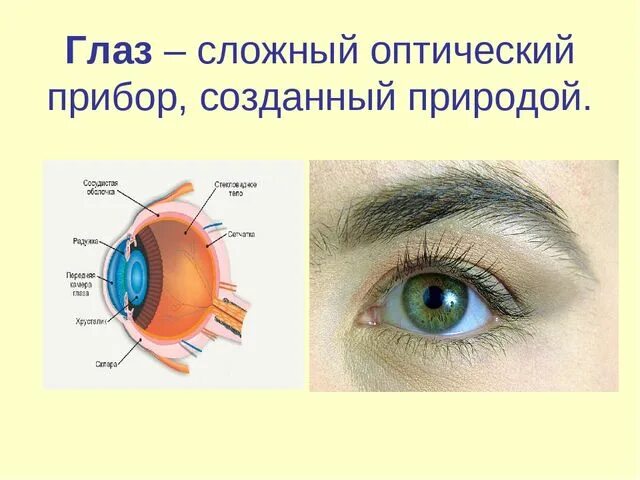 Оптический аппарат глаза. Глаз и оптические приборы. Оптическое устройство глаза. Глаз сложный оптический прибор.