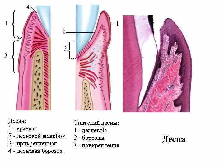 Альвеолярная десна. Схема гистологического строения десны. Строение десен гистология. Маргинальная Десна гистология.