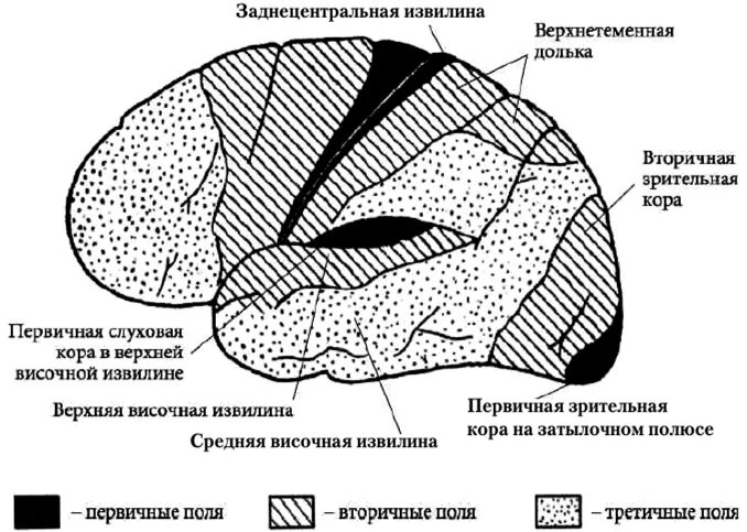 Первичные вторичные третичные поля коры головного мозга. Первичные проекционные зоны коры головного мозга. Вторичные проекционные зоны коры головного мозга. Первичные поля коры головного мозга функции.