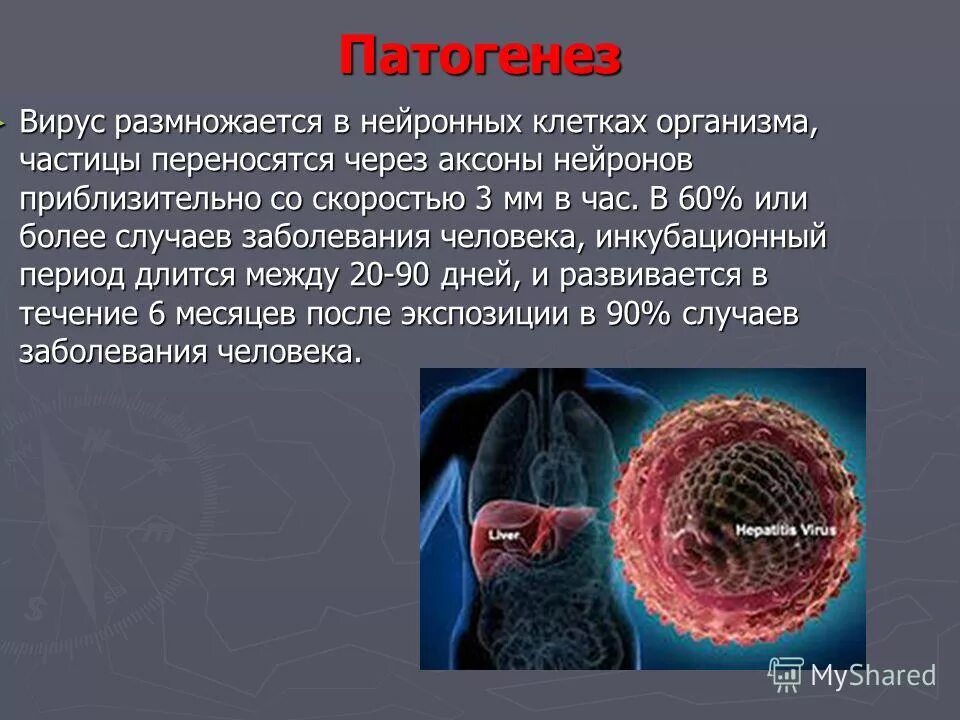 Вирусы патогенез