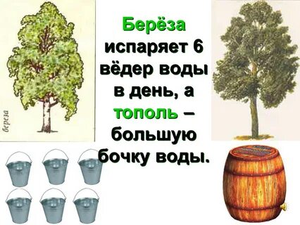 Какое дерево вода