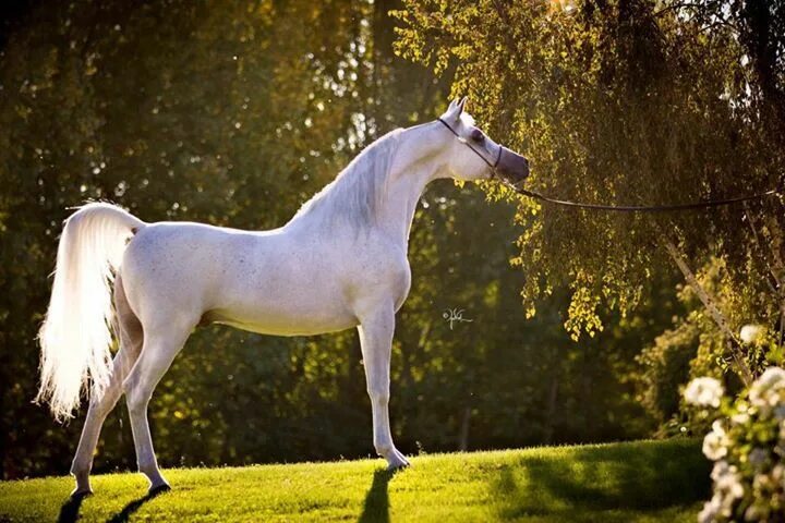 Арабский скакун. The Arabian steed. Миниатюрная лошадь, Арабская лошадь, Собаки 