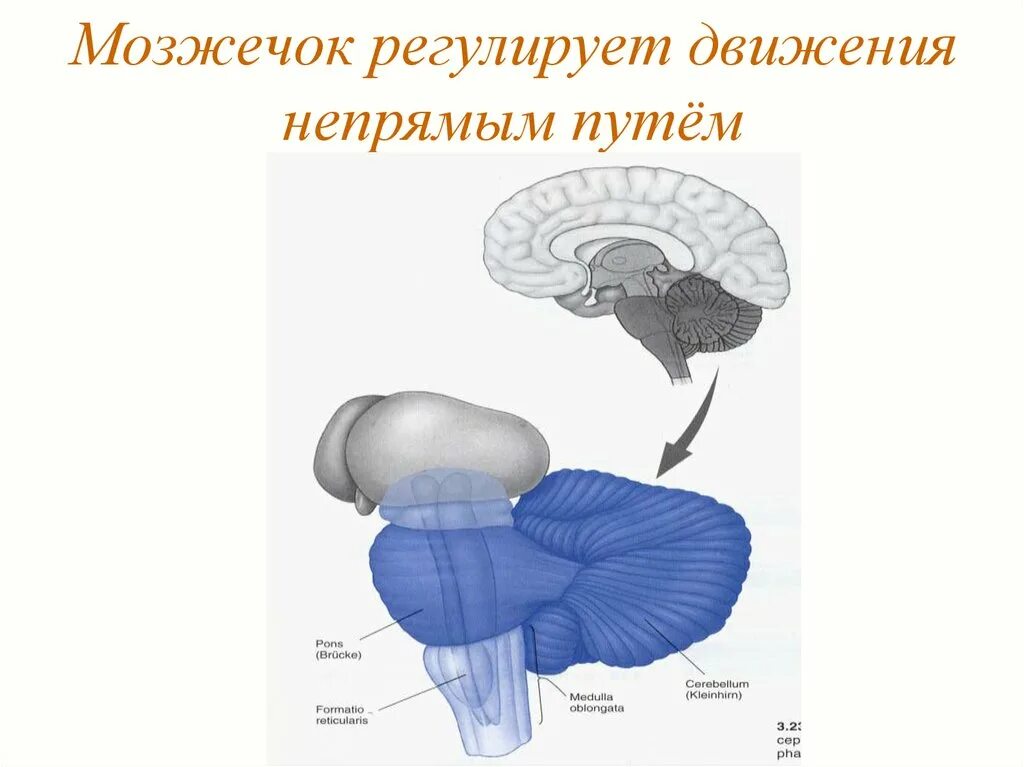 Координация движений регулирует. Мозжечок на схеме мозга. Двигательные ядра мозжечка. Анатомия мозжечка неврология. Мозжечок нейрофизиология.