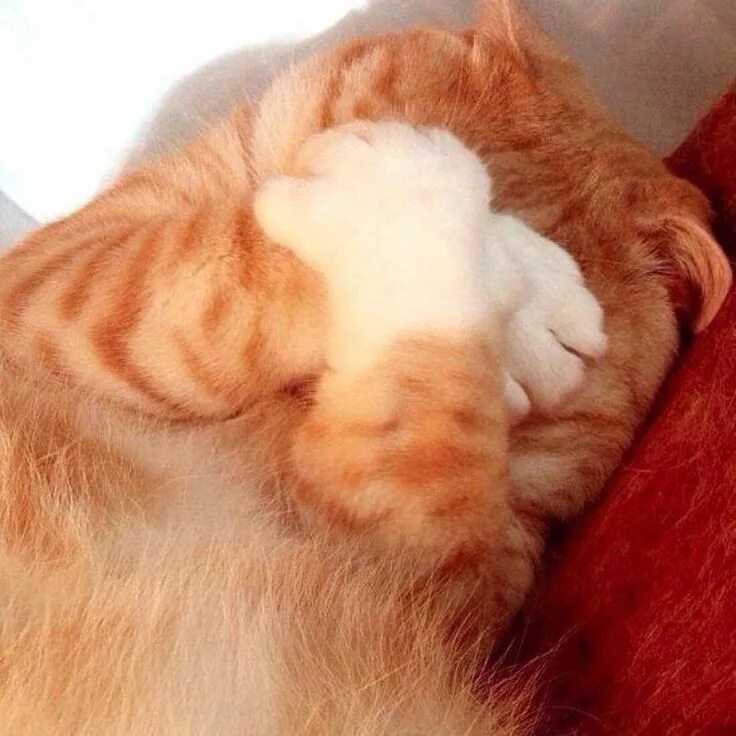 Закрыл глаза и проснулся. Смущенный кот. Котик стесняется. Кот смущается. Рыжая кошка.