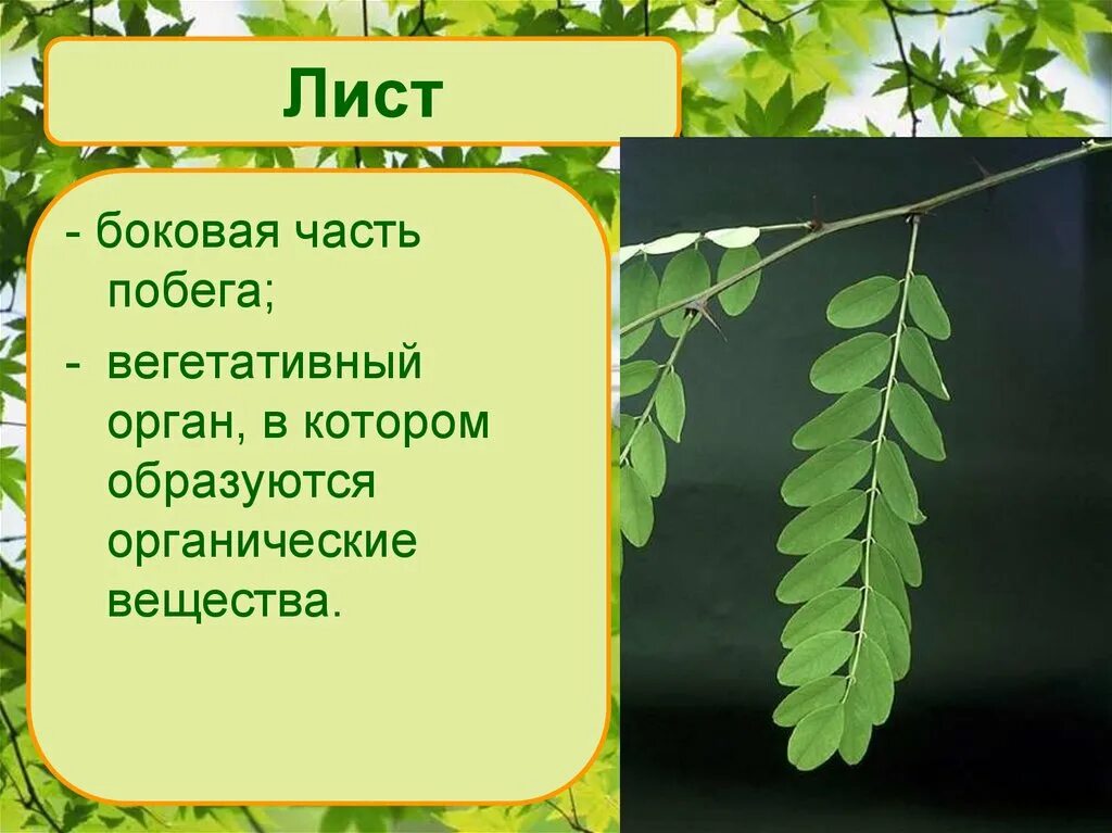 Листьев значение слова. Лист акации строение листа. Лист боковая часть побега. Строение листа акации. Лист это в биологии.
