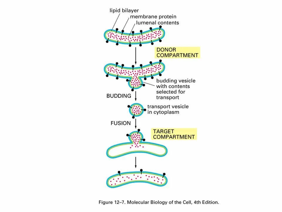 Транспорт белков внутриклеточный. Внутриклеточный везикулярный транспорт. Процесс везикулярного транспорта. Типы везикулярного транспорта. Везикулярный транспорт клетки.
