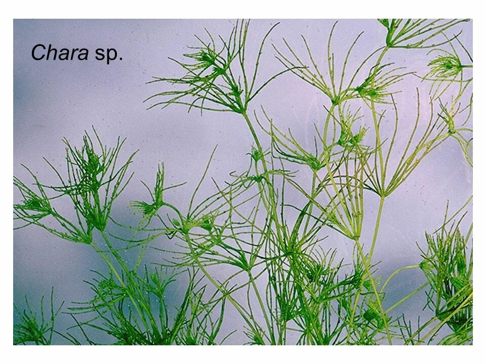 Харовые водоросли хара. Хоровые водоросли. Харовые водоросли. Блестянка водоросль. Chara водоросль.