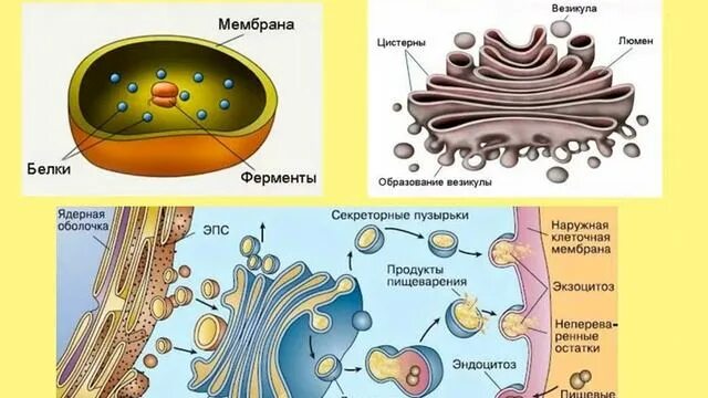 Лизосомы гольджи строение