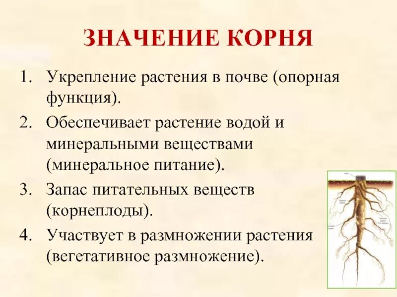 Какое значения корня. Значение корня для растения 6 класс. Какое значение корня 6 класс биология. Какое значение для растения имеет корень. Значение корня в жизни растения.