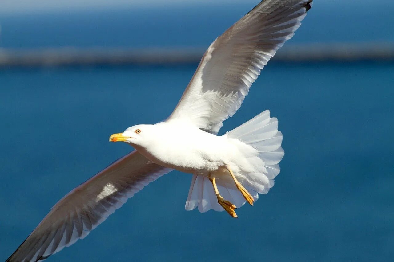 Сколько весила чайка. Белоголовая Чайка. Чайка Туруханская. Seagull 4a. Чайка морская птица.