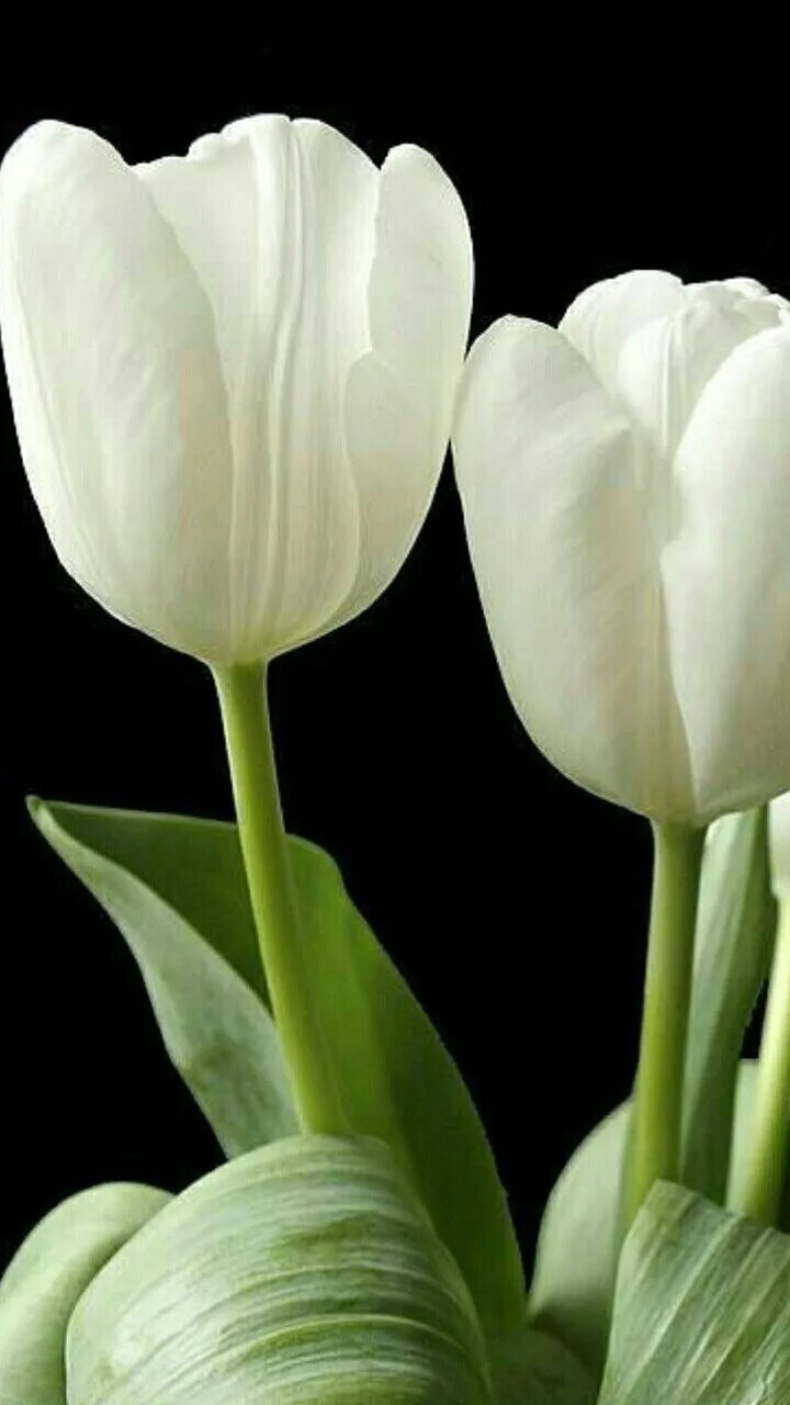 White tulip. Тюльпан вайт династия. тюльпан уайт мастер. тюльпан белый уайт. тюльпан white dynasty.