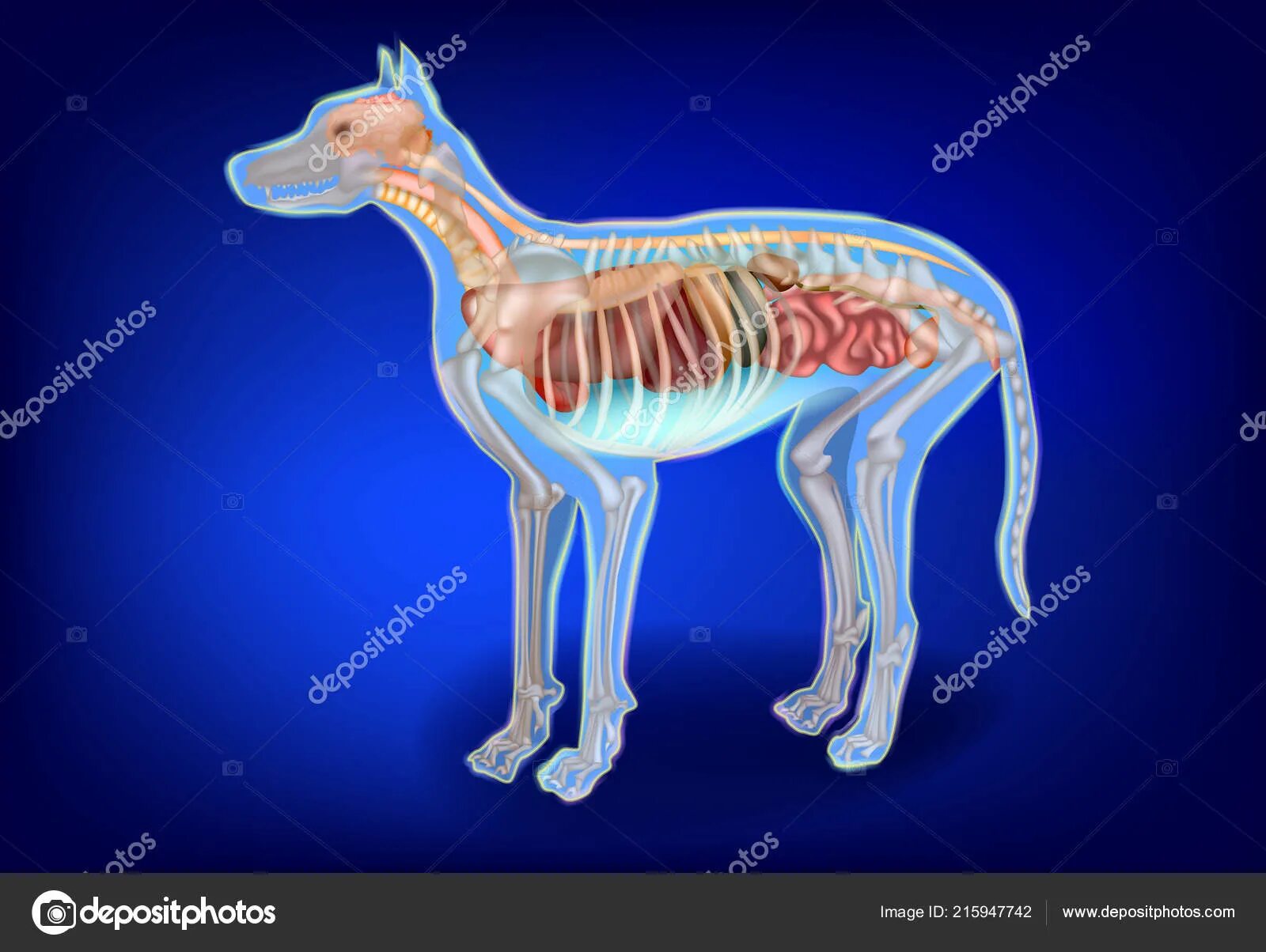 Соматические системы слесаренко. Анатомия чихуахуа внутренние органы. Макет внутренних органов собаки. Анатомия таксы внутренние органы. Собака изнутри.