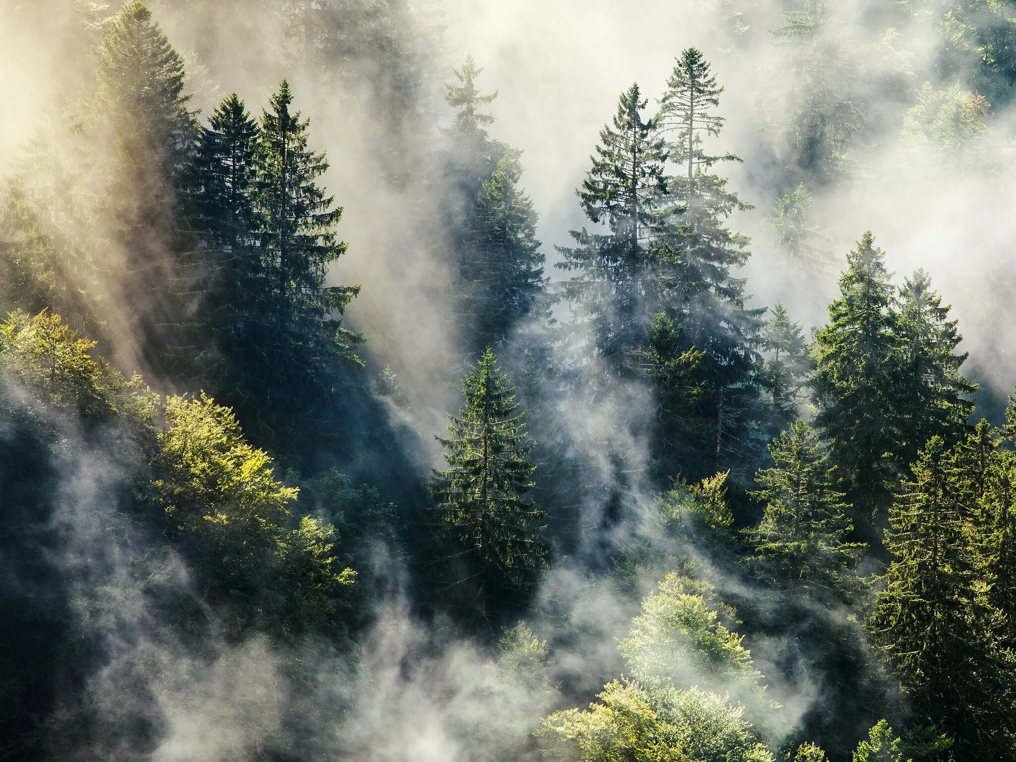 Туманный Шварцвальд. Лес Шварцвальд фреска. Лес в тумане. Лес в дымке. Сквозь лес и дым геншин
