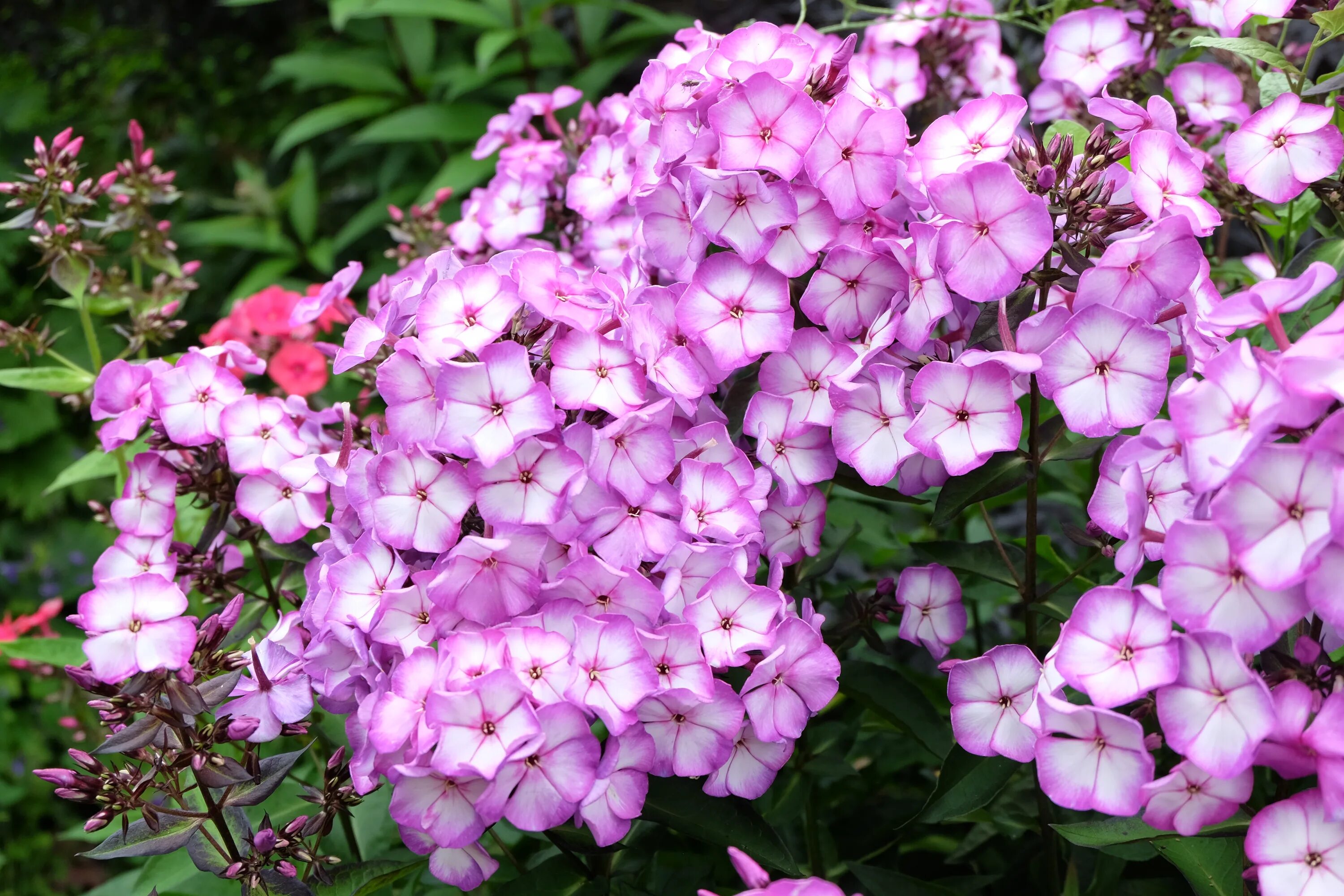 Флокс свит саммер. Флокс свит саммер. Флокс свит саммер фэнтези. Флокс sweet summer fantasy. Флокс sweet summer fantasy.