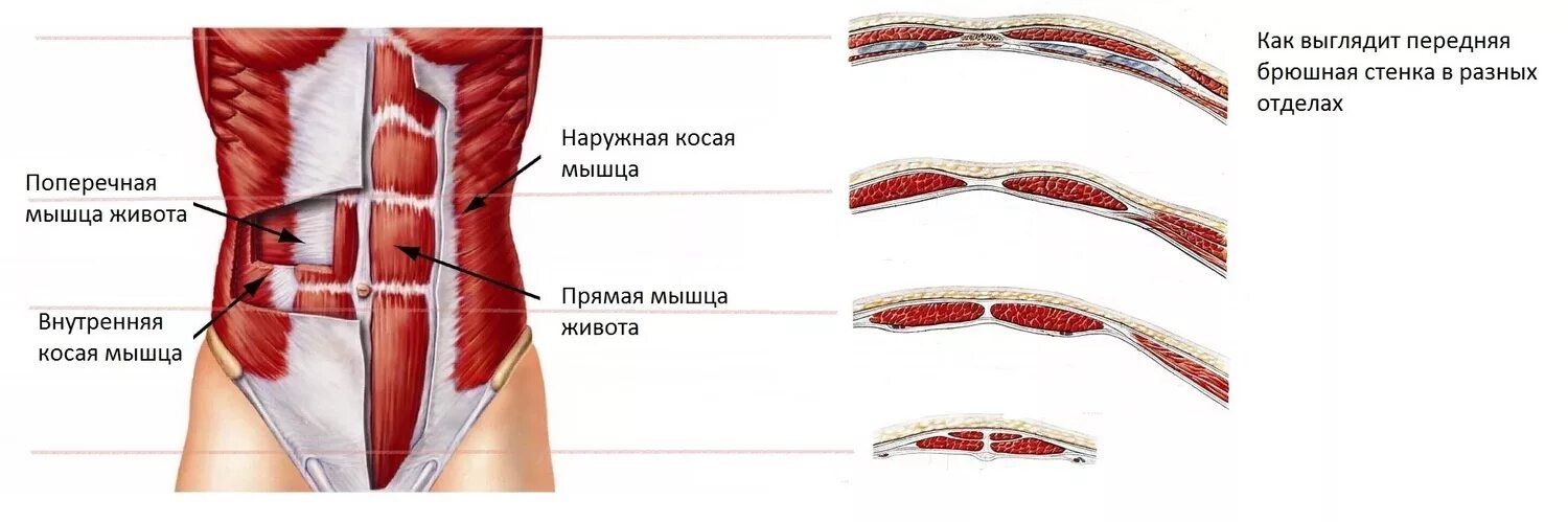 Передняя брюшная стенка мышцы анатомия строение. Мышцы передней стенки живота. Мышцы брюшной стенки послойно. Мышцы латеральной стенки брюшной полости. Толстая брюшная стенка